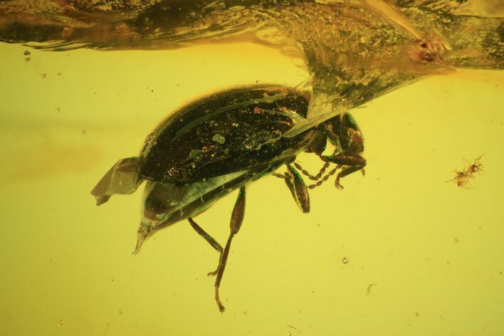 Detailed Fossil Beetle (Coleoptera) In Baltic Amber #59414